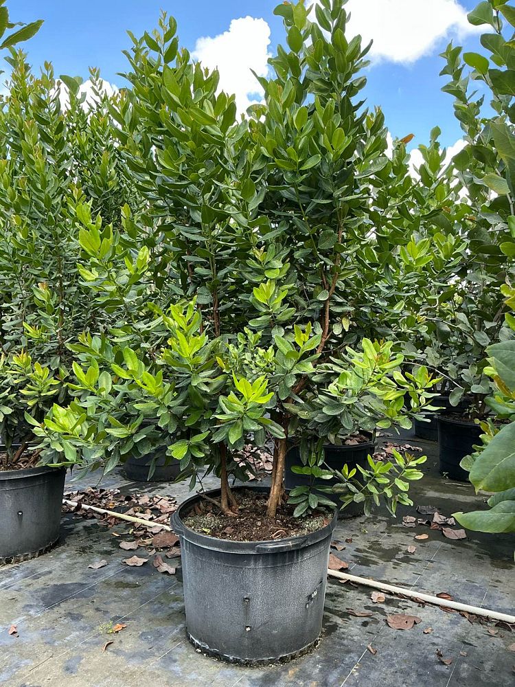 pimenta-racemosa-bay-rum