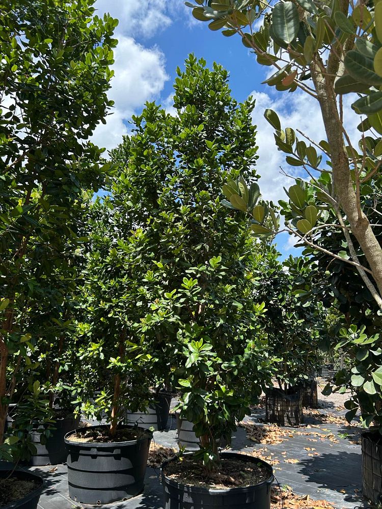 pimenta-racemosa-bay-rum