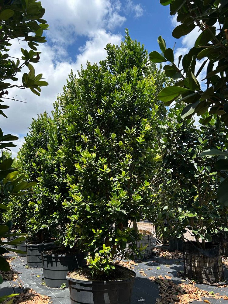 pimenta-racemosa-bay-rum
