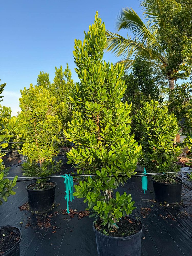pimenta-racemosa-bay-rum