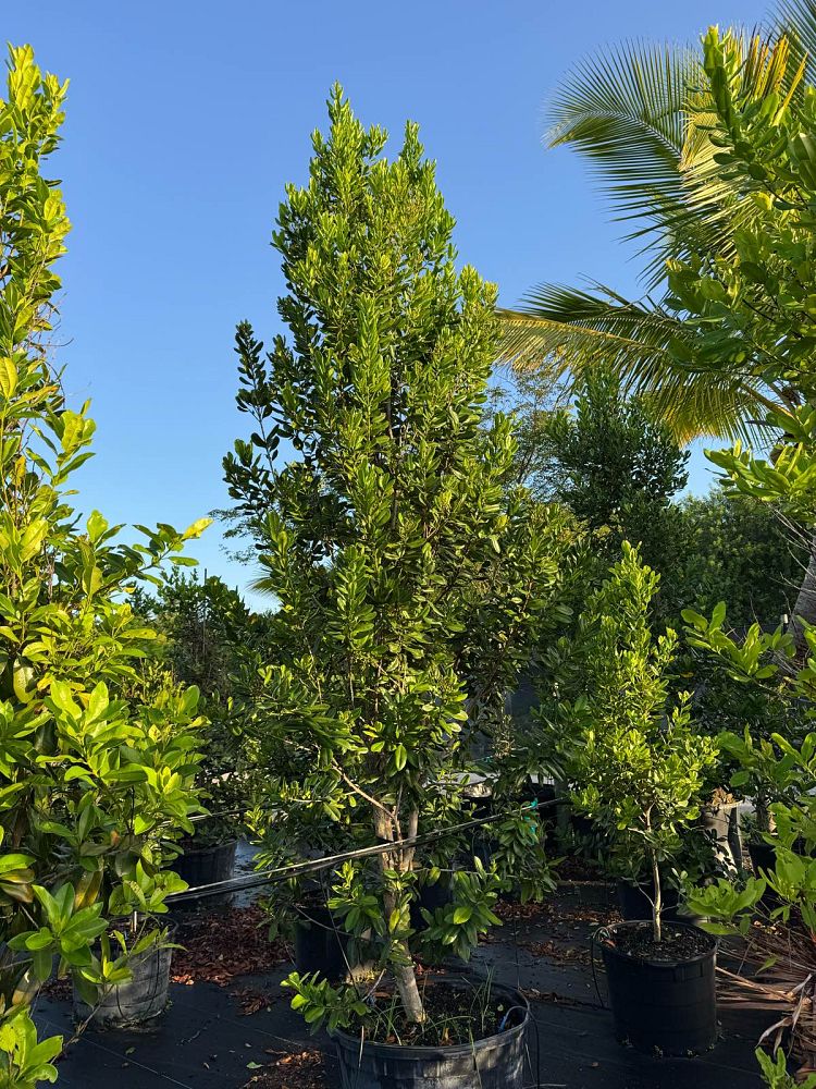 pimenta-racemosa-bay-rum