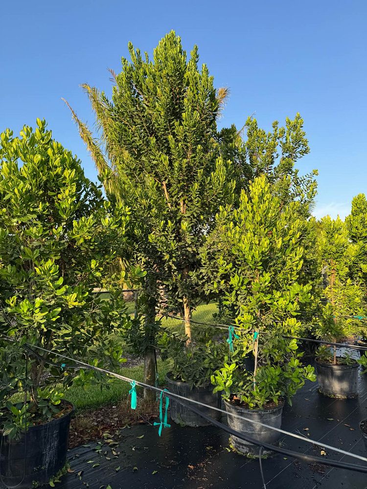pimenta-racemosa-bay-rum
