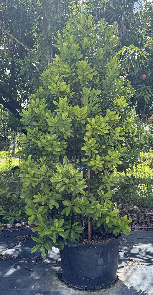 pimenta-racemosa-bay-rum