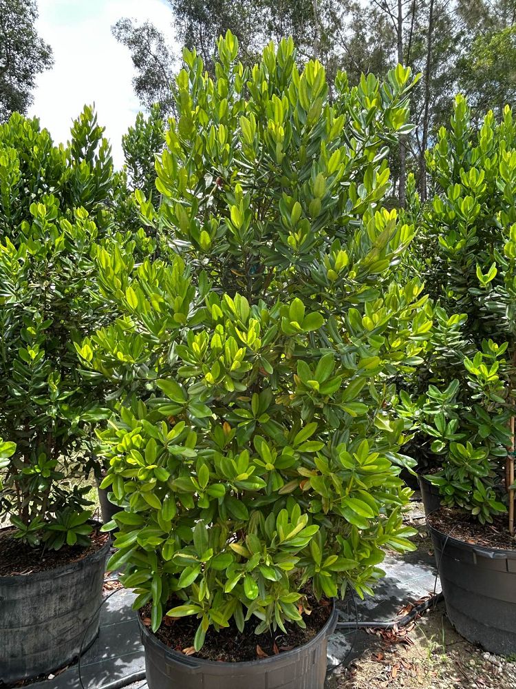 pimenta-racemosa-bay-rum