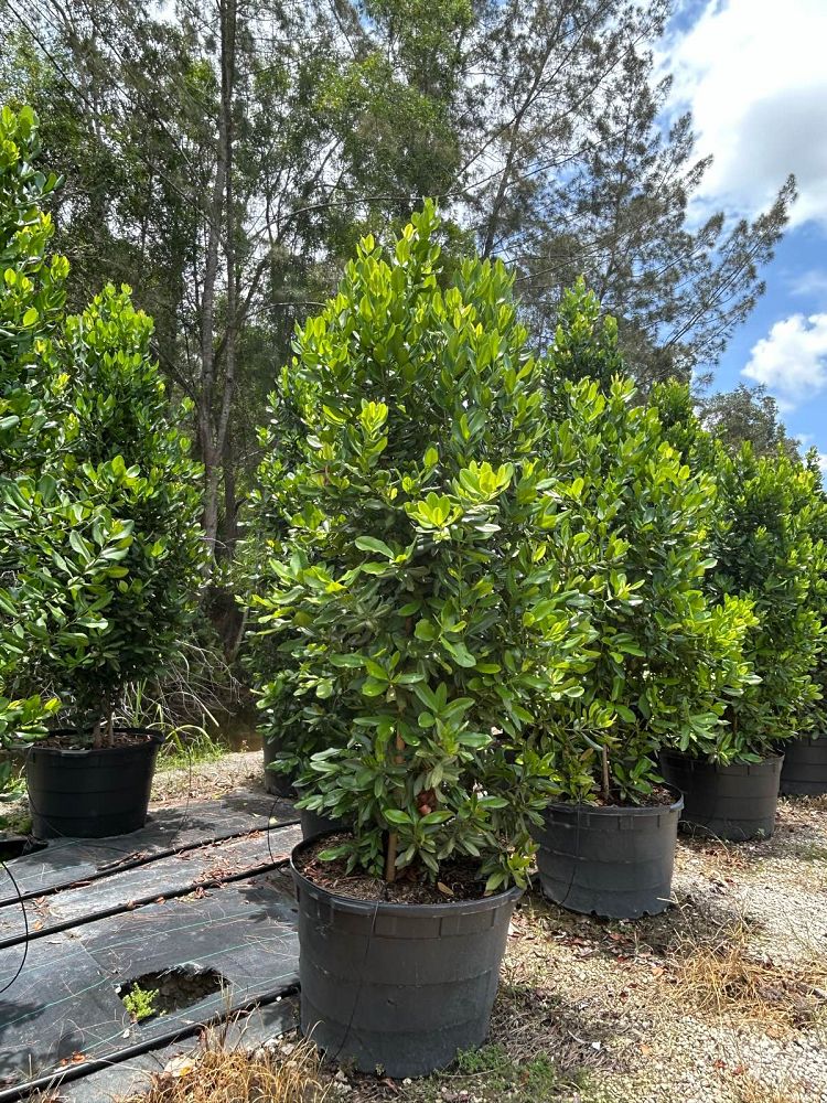 pimenta-racemosa-bay-rum