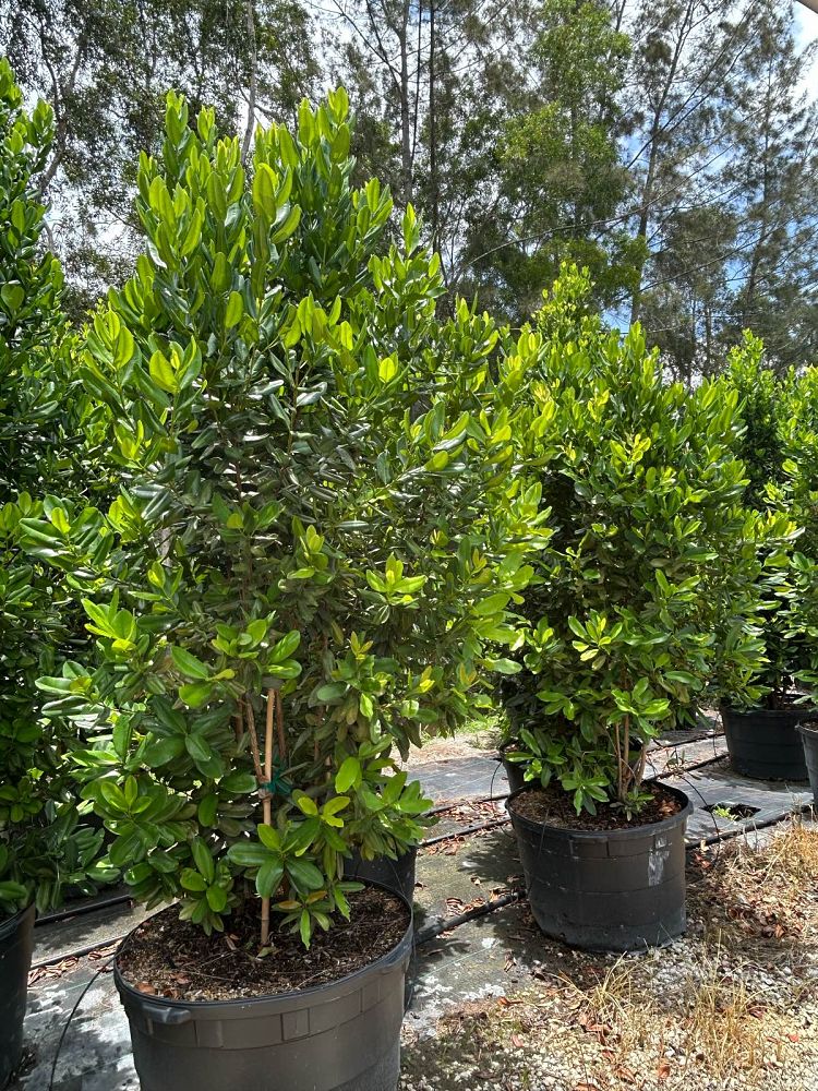 pimenta-racemosa-bay-rum