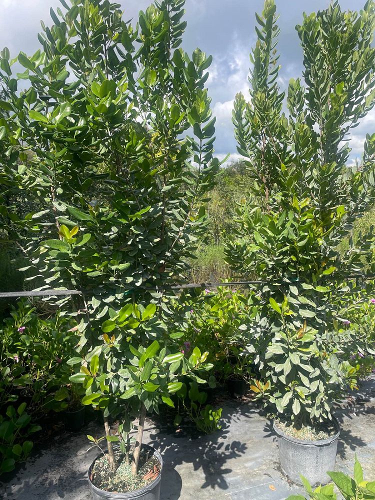 pimenta-racemosa-bay-rum