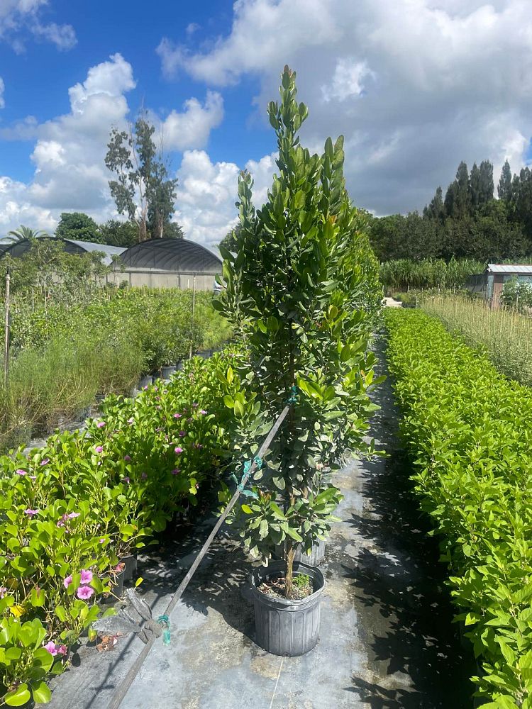 pimenta-racemosa-bay-rum