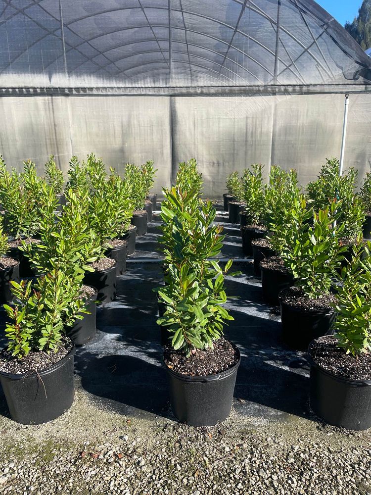 pimenta-racemosa-bay-rum