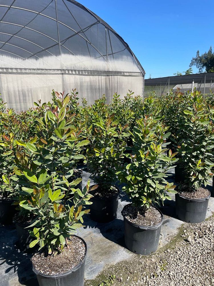 pimenta-racemosa-bay-rum