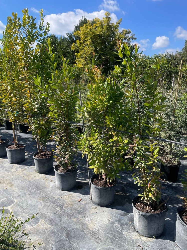 pimenta-racemosa-bay-rum