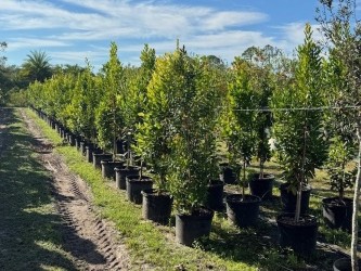 pimenta-racemosa-bay-rum