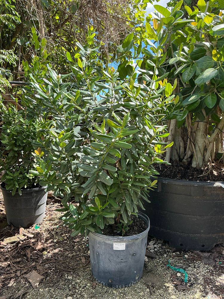 pimenta-racemosa-bay-rum