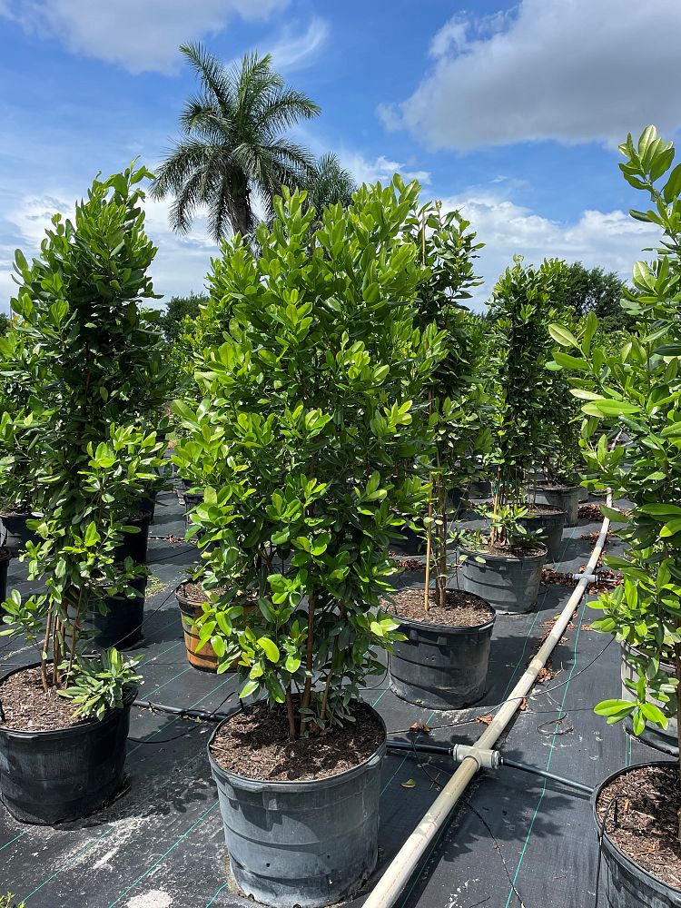 pimenta-racemosa-bay-rum