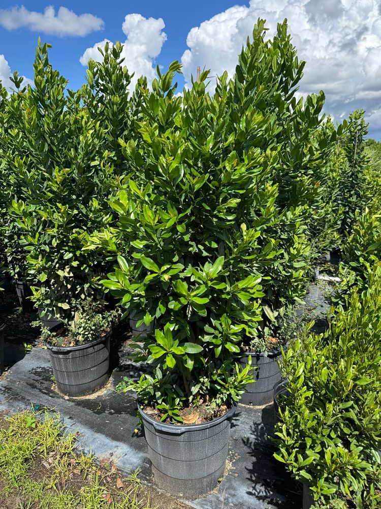 pimenta-racemosa-bay-rum