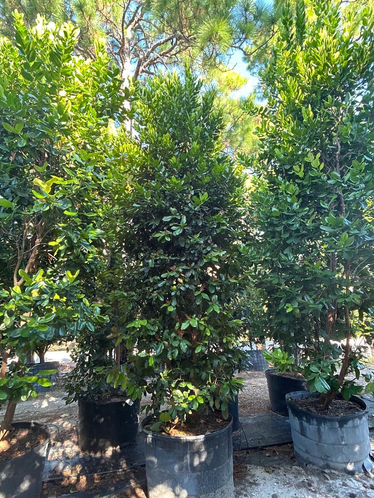 pimenta-racemosa-bay-rum