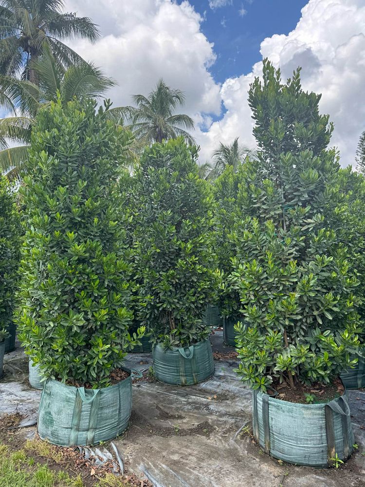 pimenta-racemosa-bay-rum