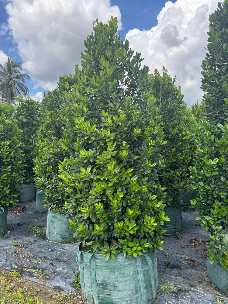 pimenta-racemosa-bay-rum