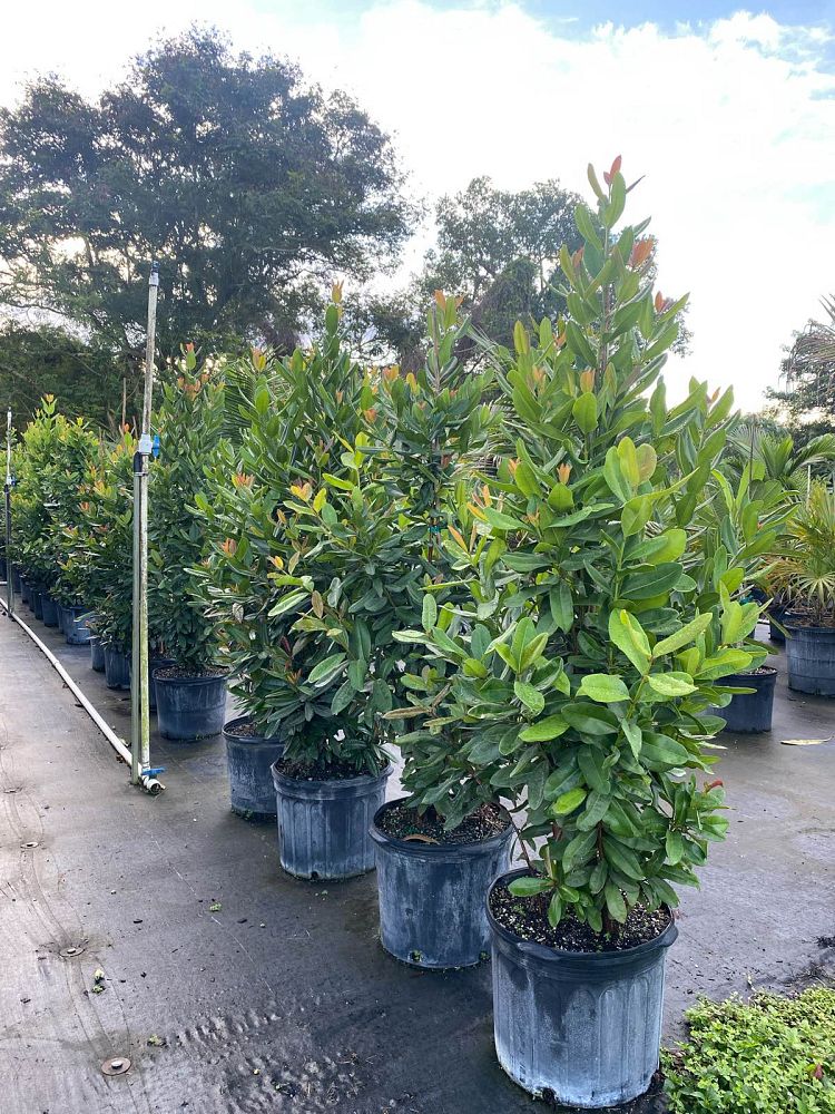 pimenta-racemosa-bay-rum