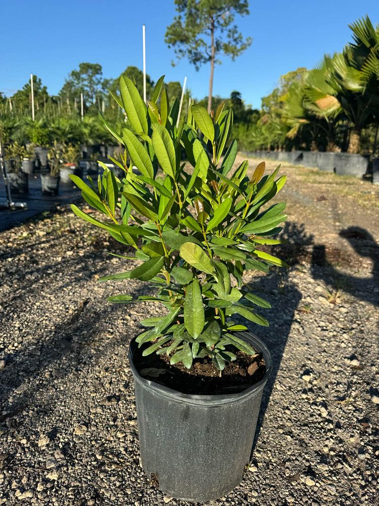 pimenta-racemosa-bay-rum