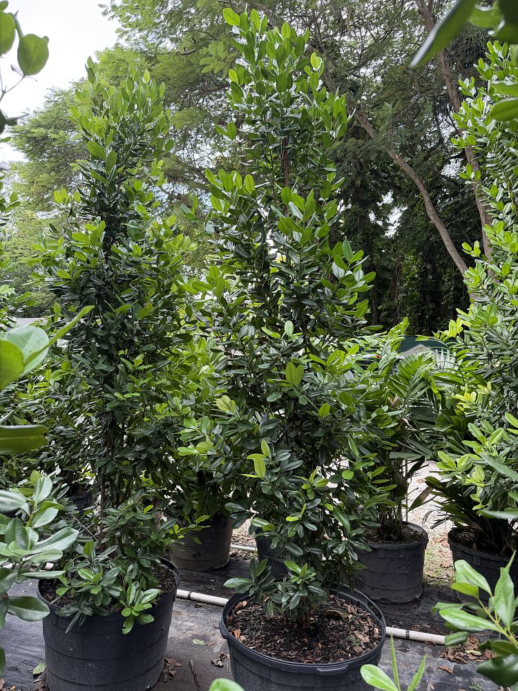 pimenta-racemosa-bay-rum