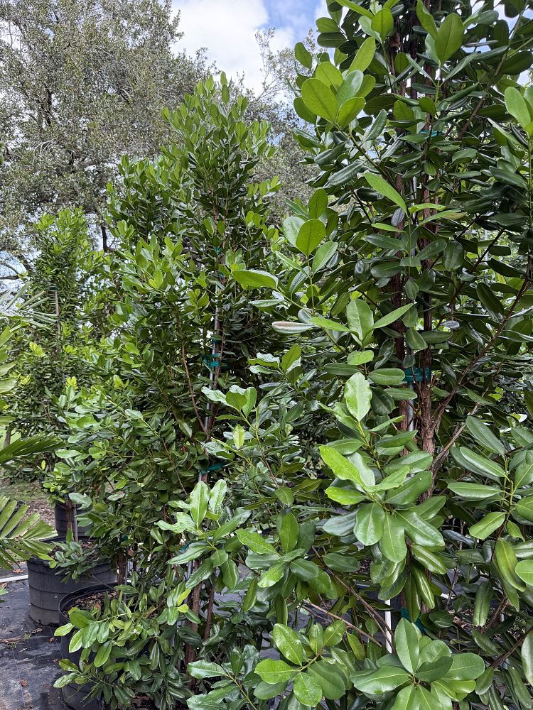 pimenta-racemosa-bay-rum