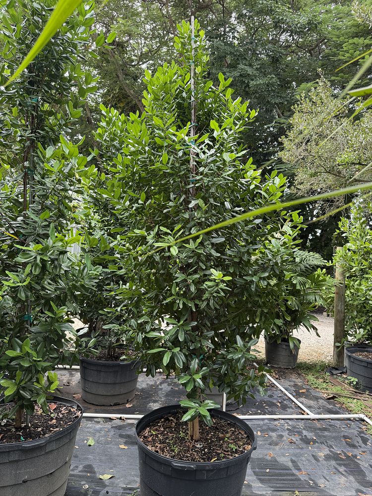 pimenta-racemosa-bay-rum