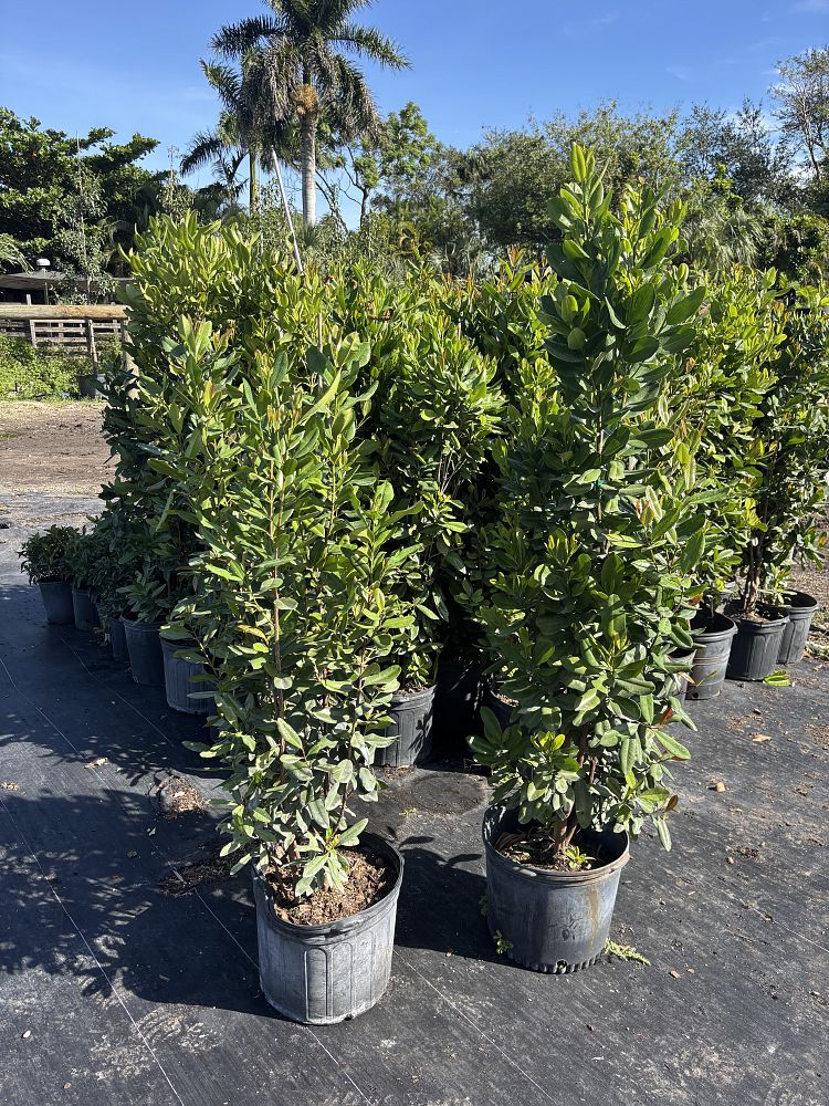 pimenta-racemosa-bay-rum