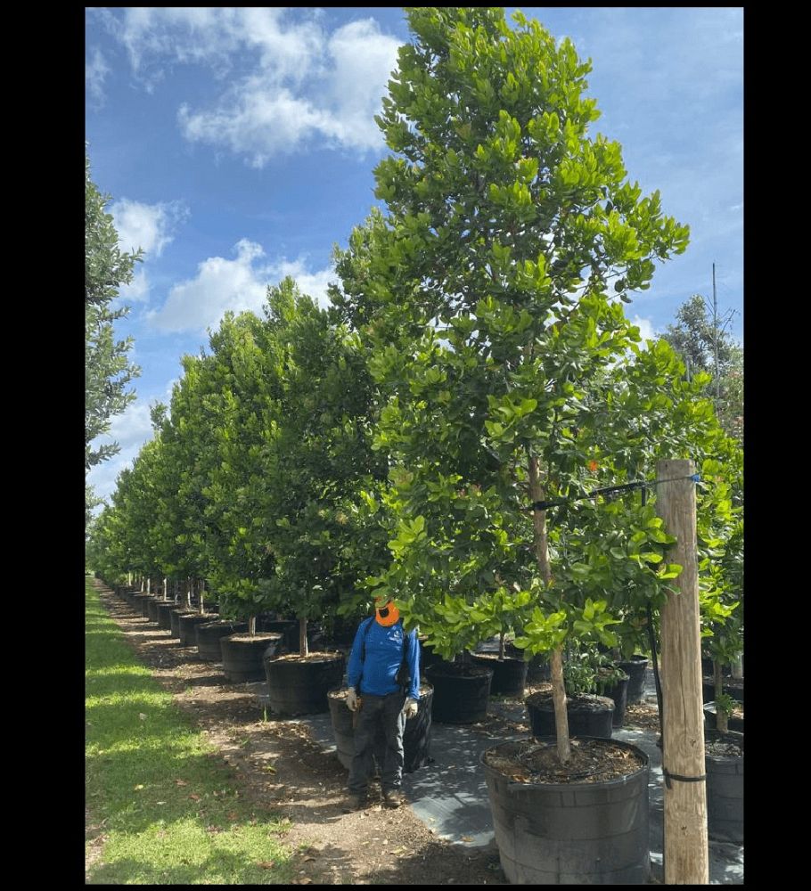 pimenta-racemosa-racemosa-bayrumtree