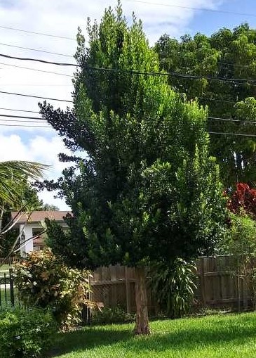 pimenta-racemosa-racemosa-bayrumtree