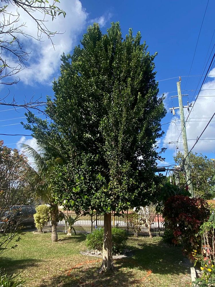 pimenta-racemosa-racemosa-bayrumtree