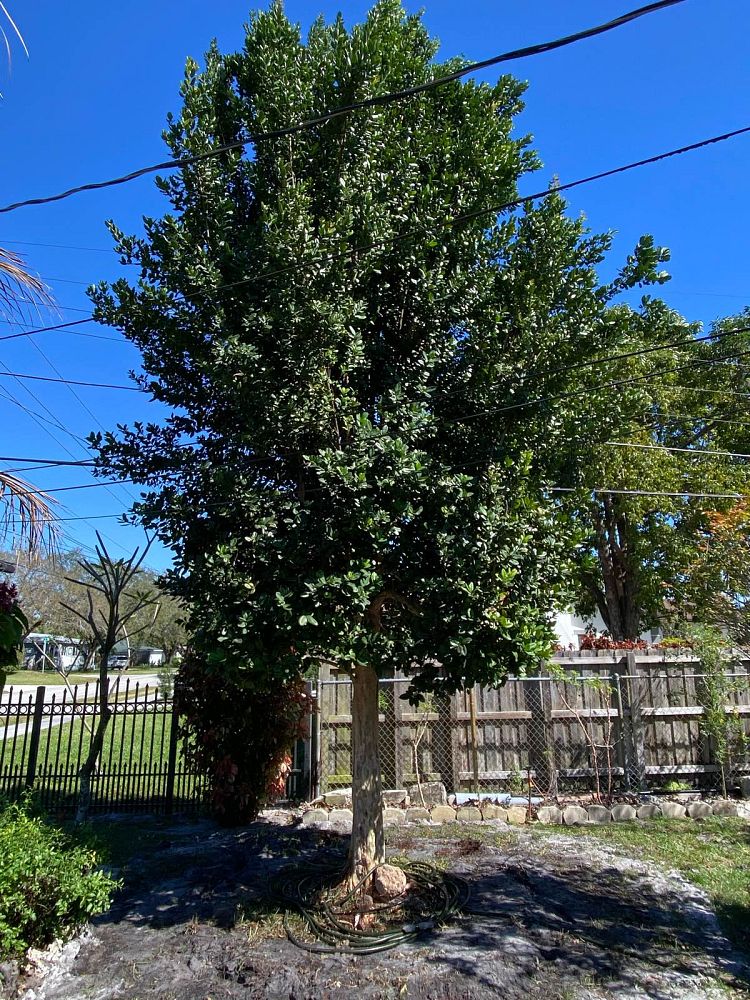 pimenta-racemosa-racemosa-bayrumtree
