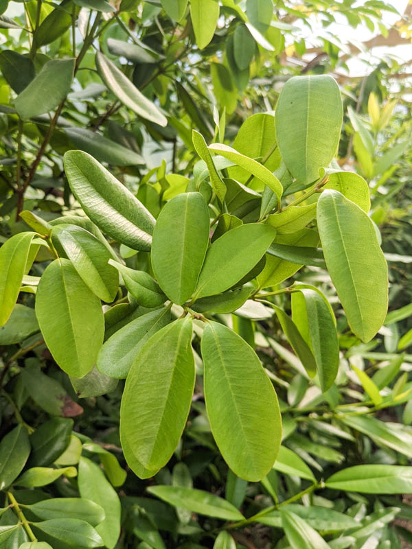 pimenta-racemosa-racemosa-bayrumtree