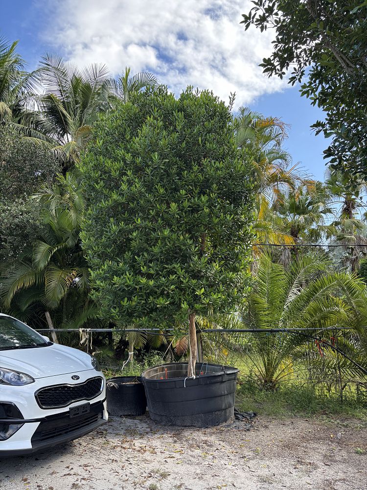 pimenta-racemosa-racemosa-bayrumtree