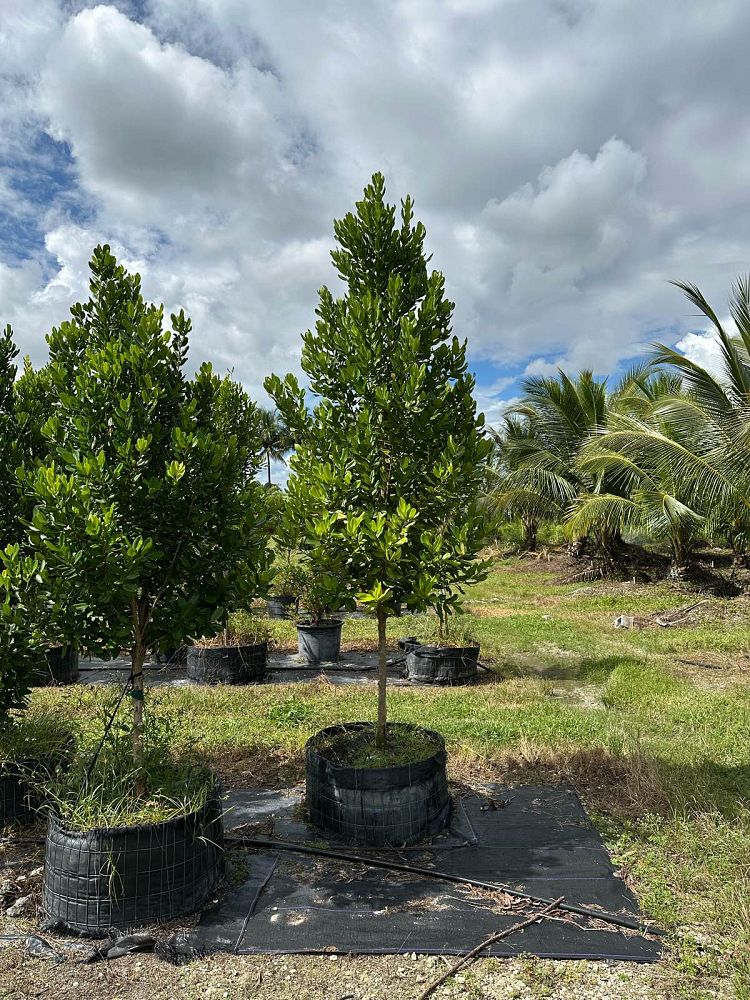 pimenta-racemosa-racemosa-bayrumtree