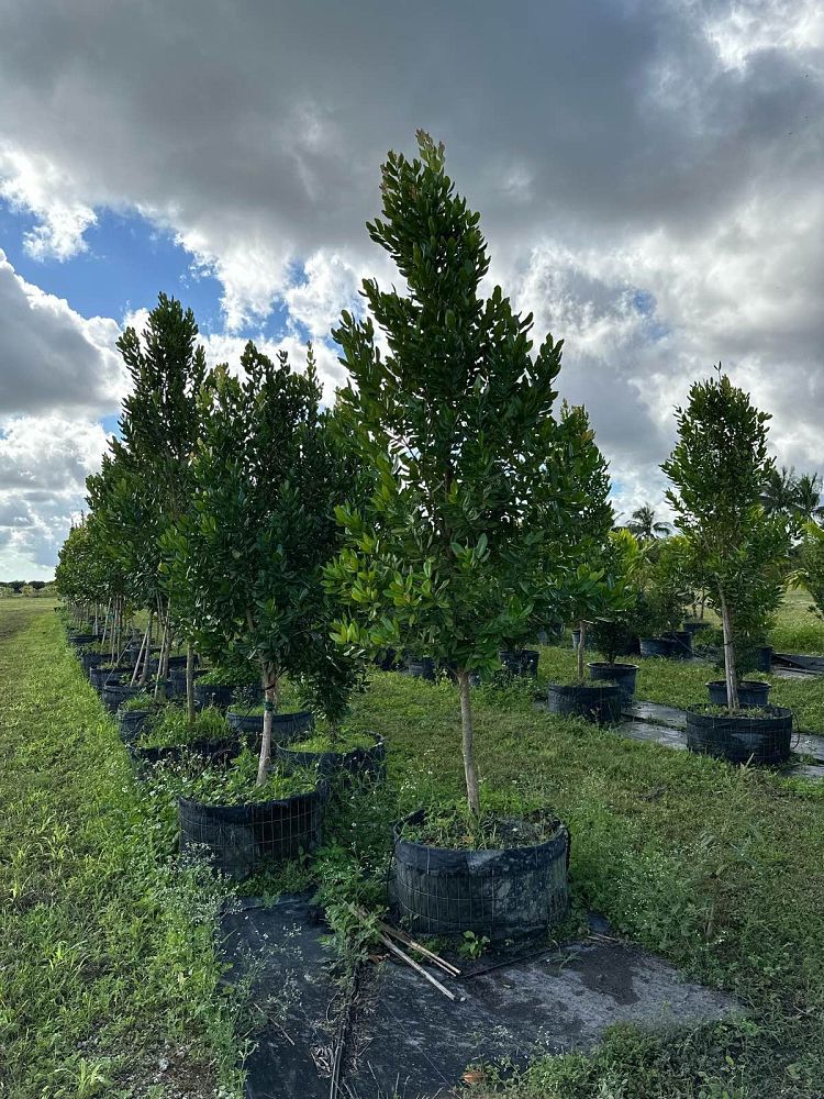 pimenta-racemosa-racemosa-bayrumtree