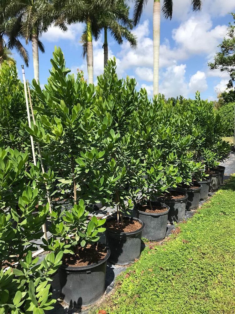 pimenta-racemosus-citrfolia-citrus-bay-lemon-bay-rum-tree