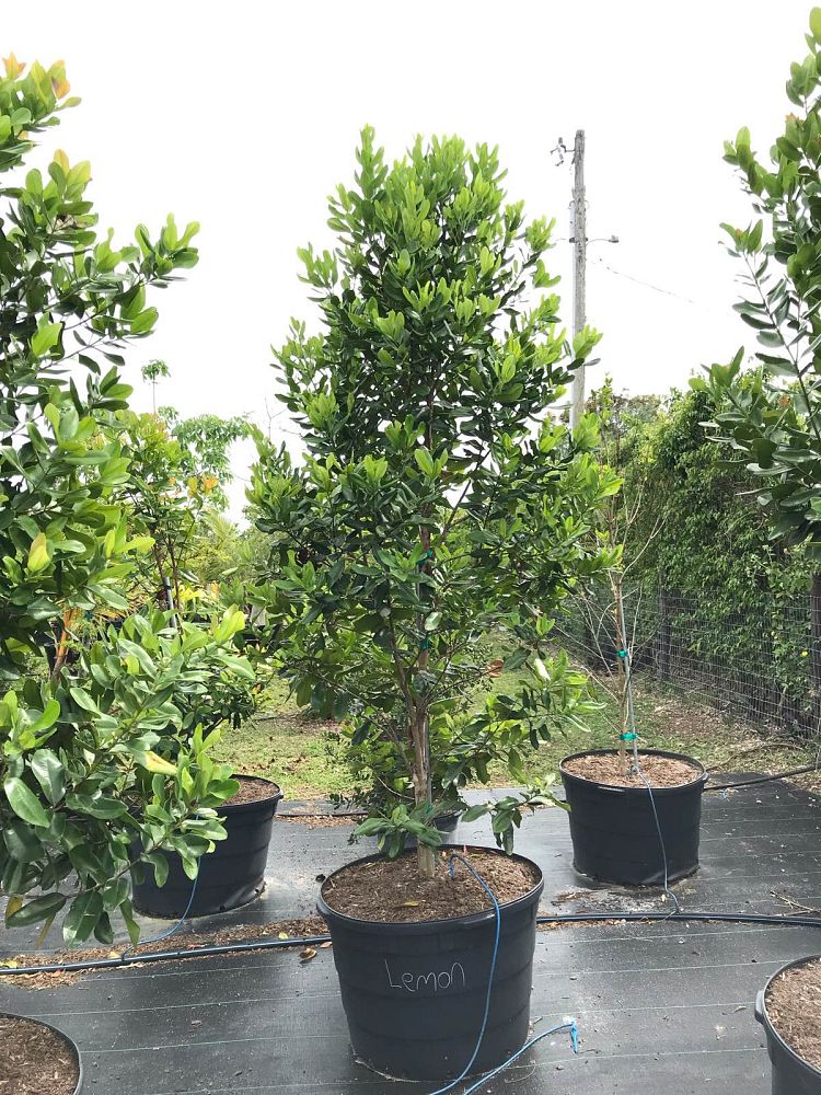 pimenta-racemosus-citrfolia-citrus-bay-lemon-bay-rum-tree