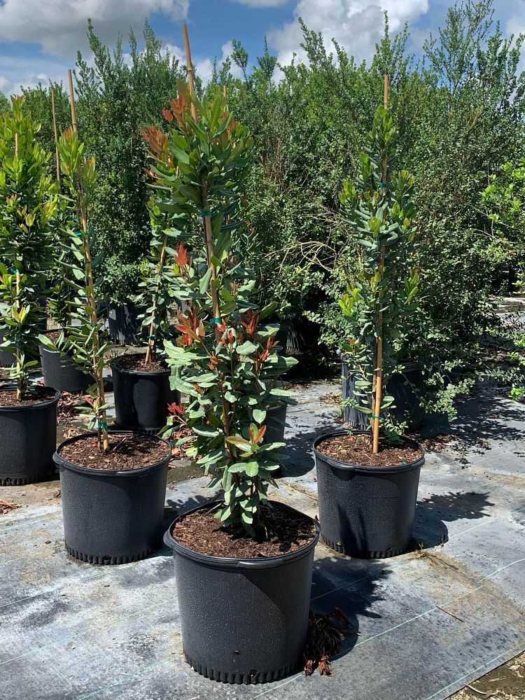 pimenta-racemosus-citrfolia-citrus-bay-lemon-bay-rum-tree