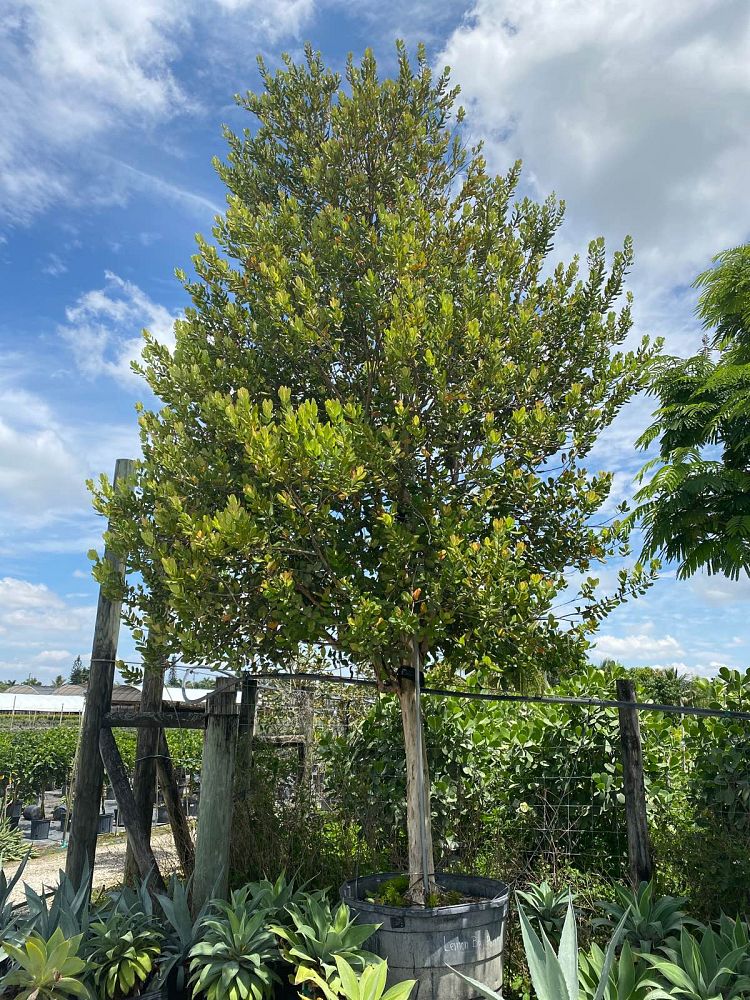 pimenta-racemosus-citrfolia-citrus-bay-lemon-bay-rum-tree