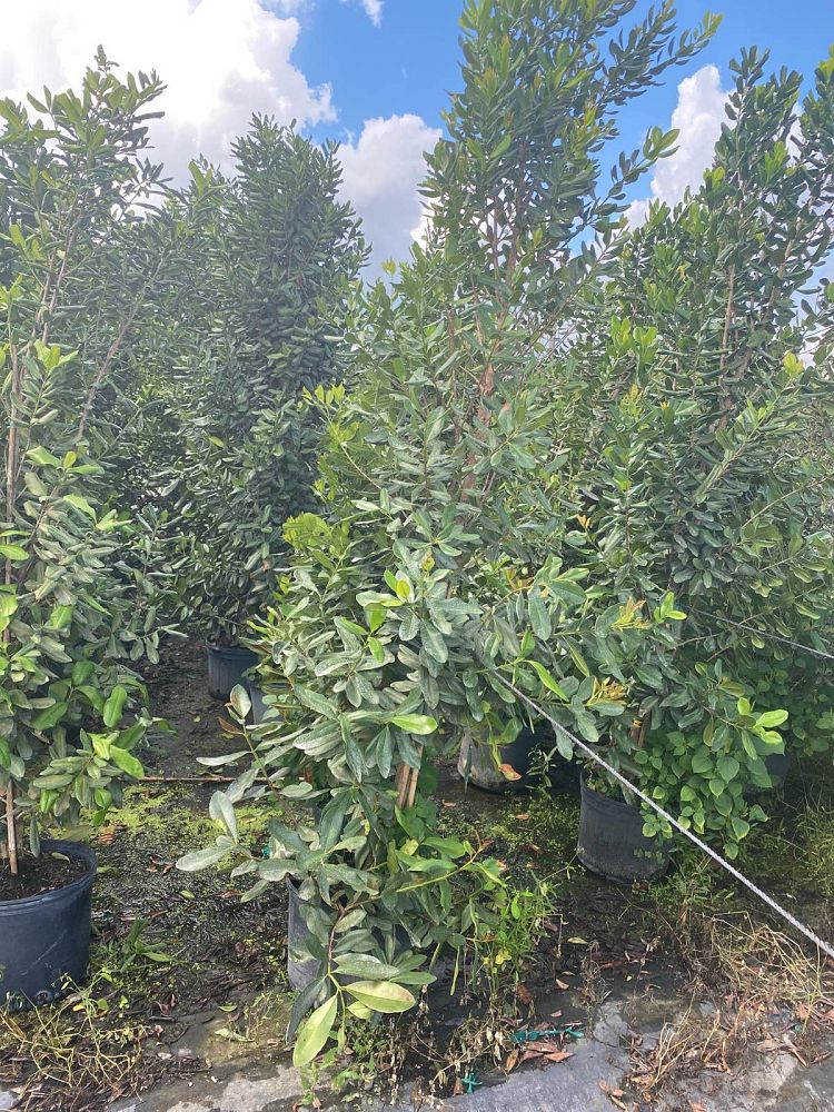 pimenta-racemosus-citrfolia-citrus-bay-lemon-bay-rum-tree