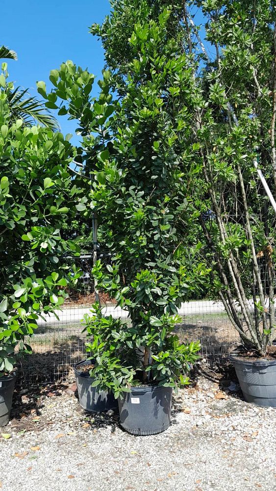 pimenta-racemosus-citrfolia-citrus-bay-lemon-bay-rum-tree