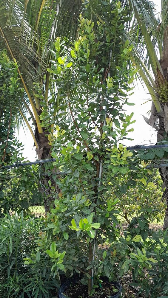 pimenta-racemosus-citrfolia-citrus-bay-lemon-bay-rum-tree
