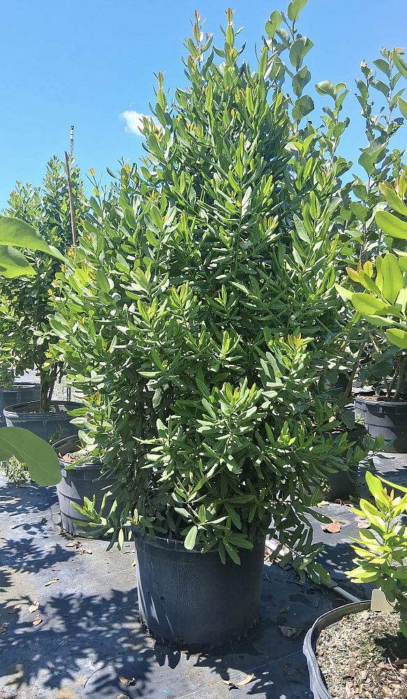 pimenta-racemosus-citrfolia-citrus-bay-lemon-bay-rum-tree
