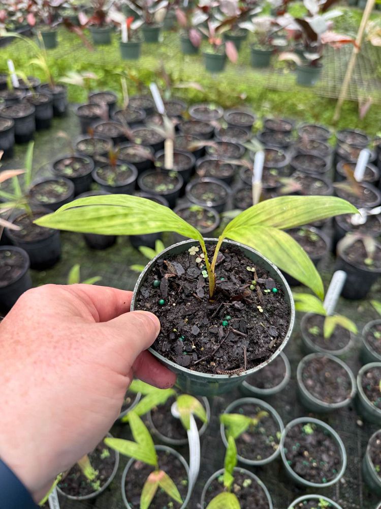 pinanga-blue-seed