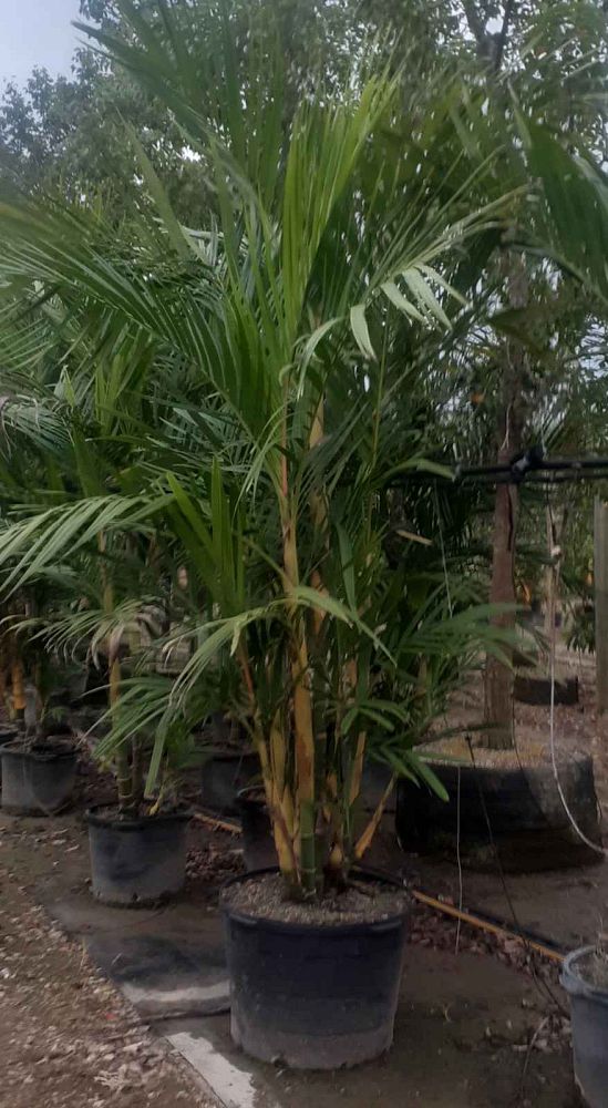 pinanga-cochinchinensis