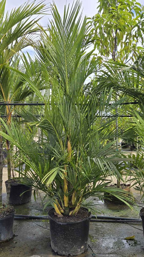 pinanga-cochinchinensis