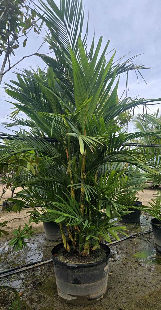 pinanga-cochinchinensis