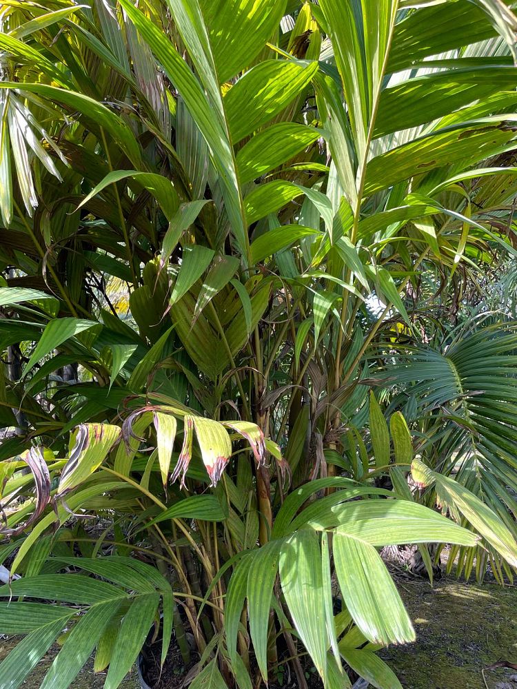 pinanga-coronata-pinanga-kuhlii-ivory-cane-palm
