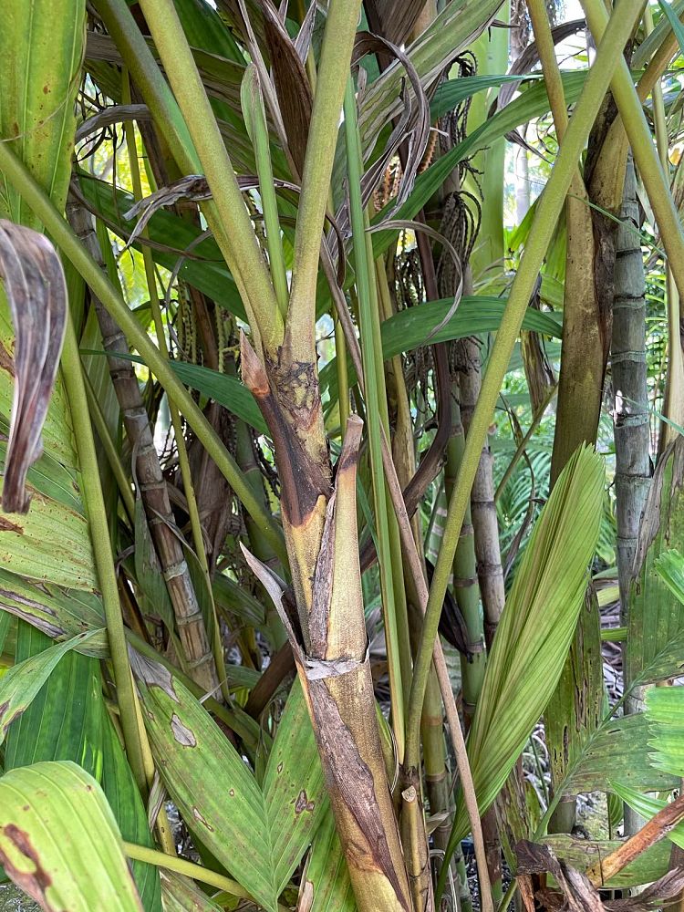 pinanga-coronata-pinanga-kuhlii-ivory-cane-palm